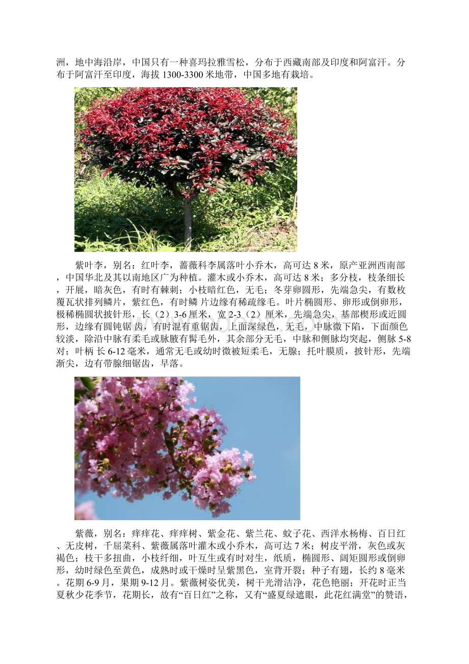 常见的20种植物Word文档下载推荐.docx_第2页