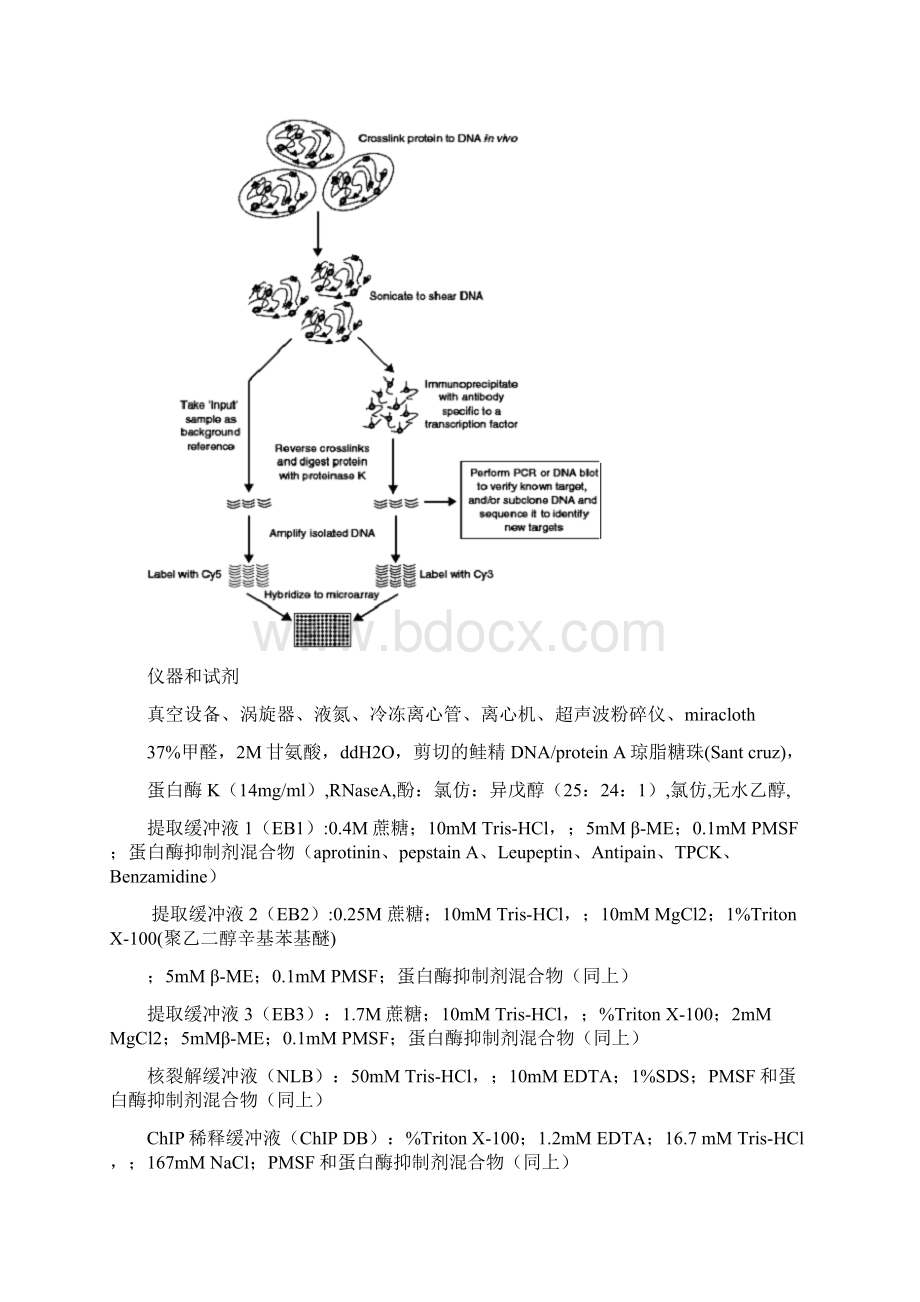 ChIP 原理及实验方法.docx_第2页