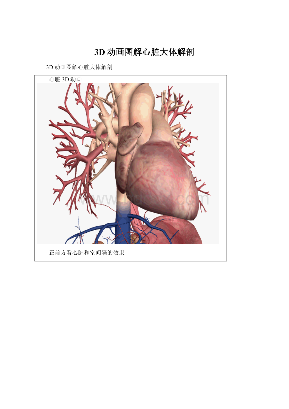 3D动画图解心脏大体解剖.docx_第1页