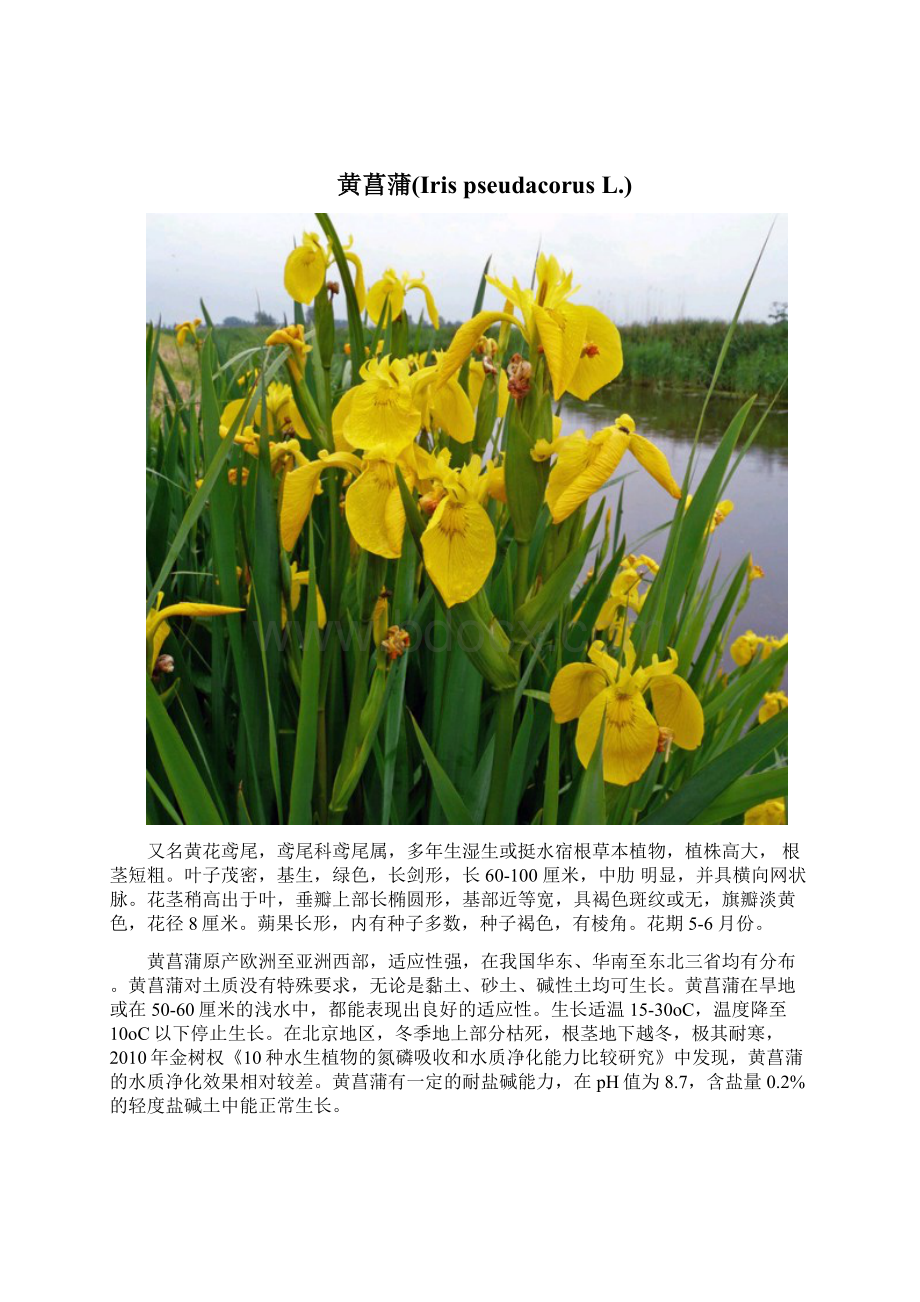 挺水植物汇总Word文件下载.docx_第2页