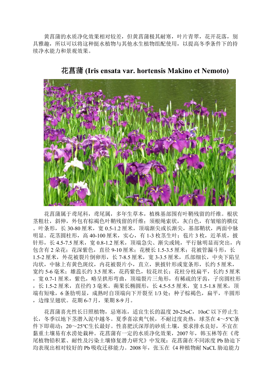 挺水植物汇总Word文件下载.docx_第3页