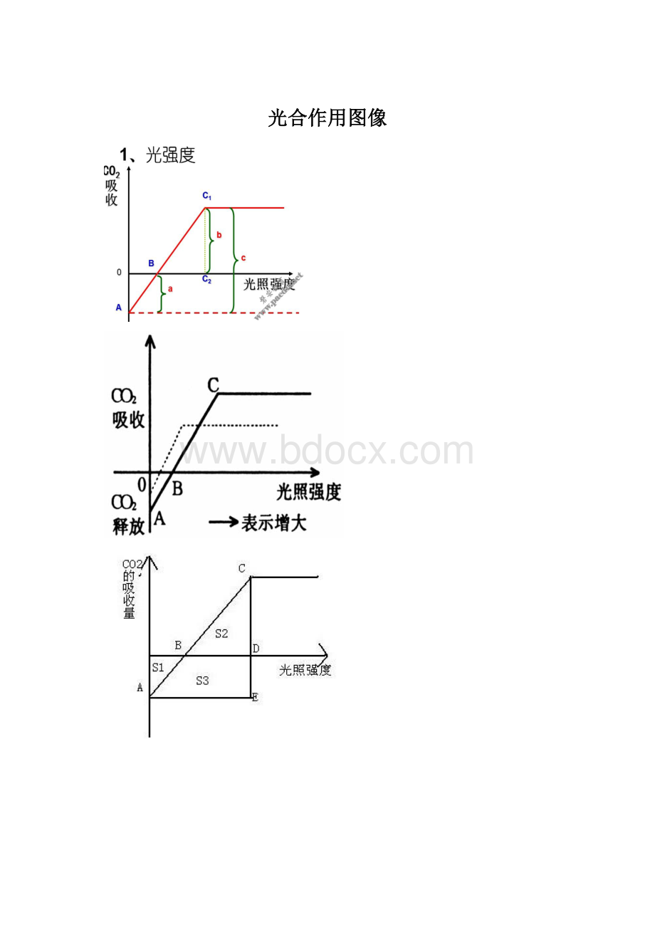 光合作用图像Word格式文档下载.docx