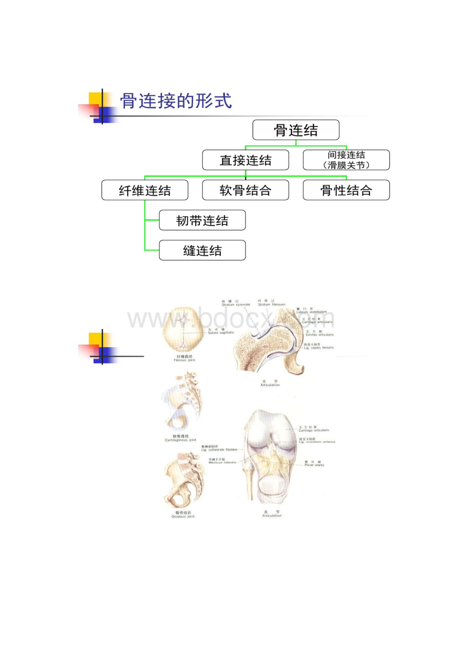 运动学03 关节运动学讲解.docx_第3页