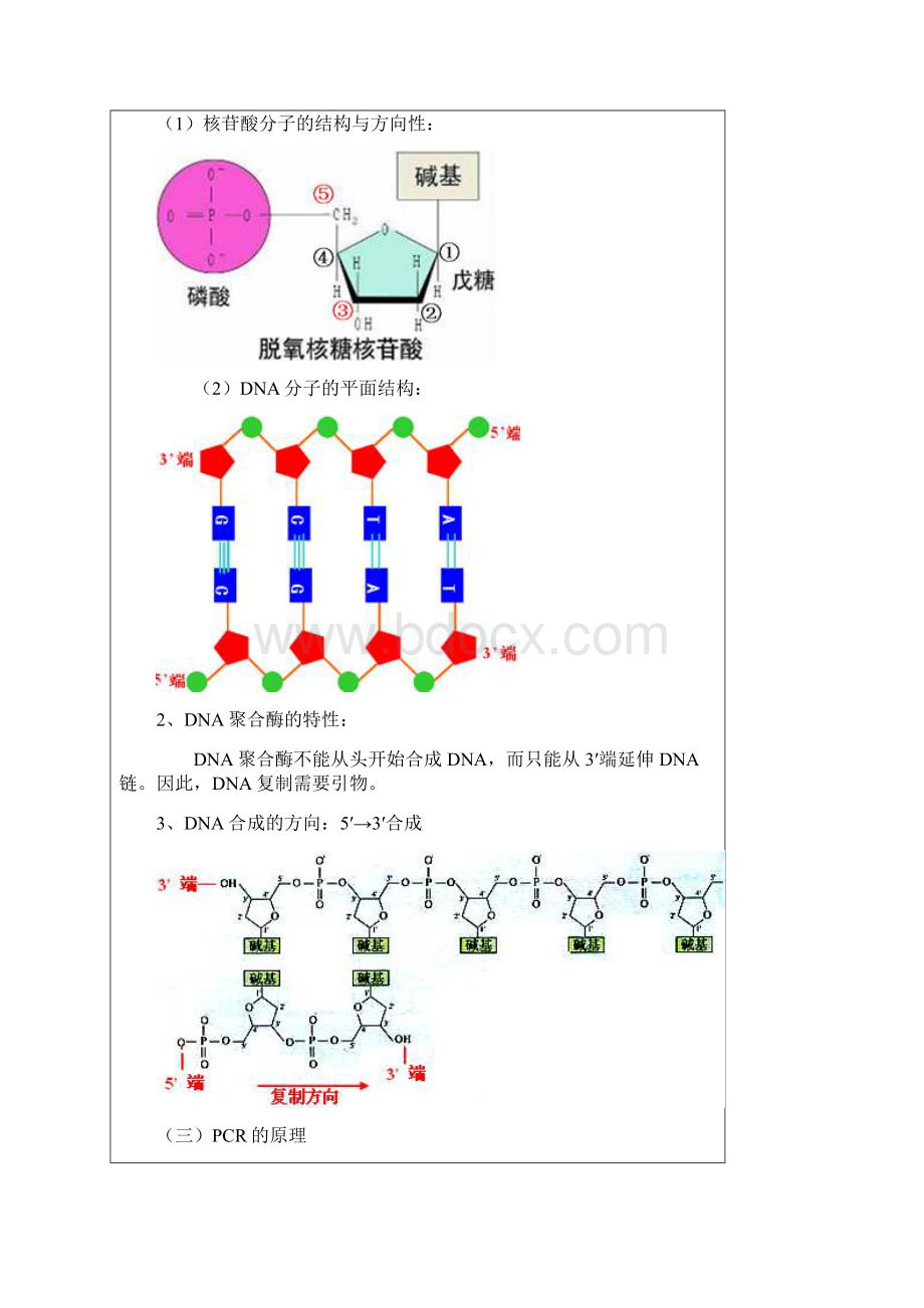 第十五节 多聚酶链式反应扩增DNA片段Word文件下载.docx_第2页