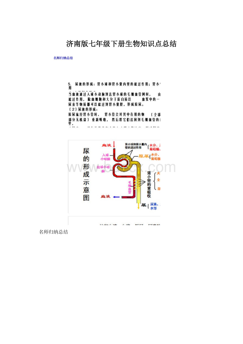 济南版七年级下册生物知识点总结.docx