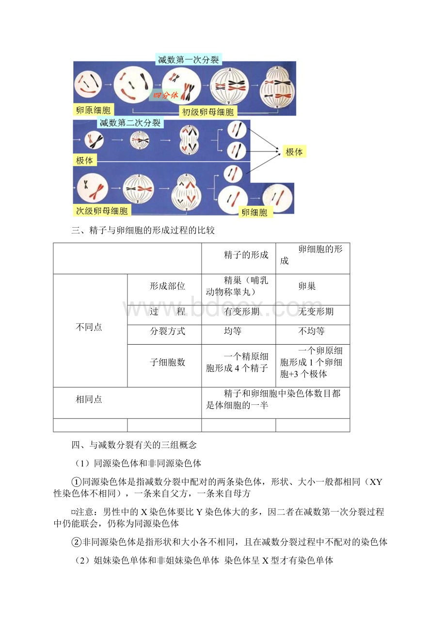 必修二第二章基因和染色体的关系知识点总结.docx_第3页