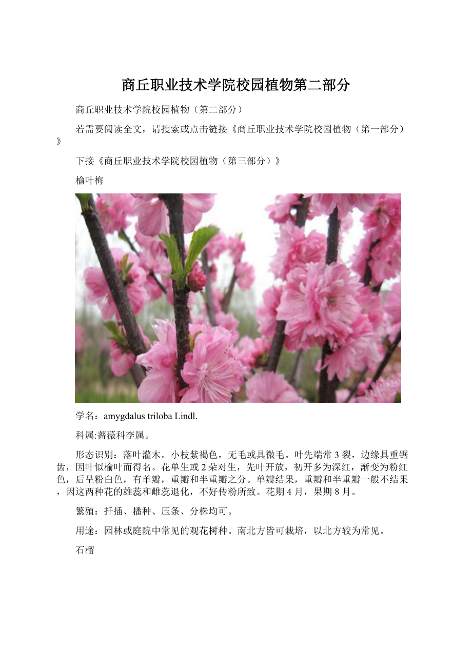 商丘职业技术学院校园植物第二部分.docx