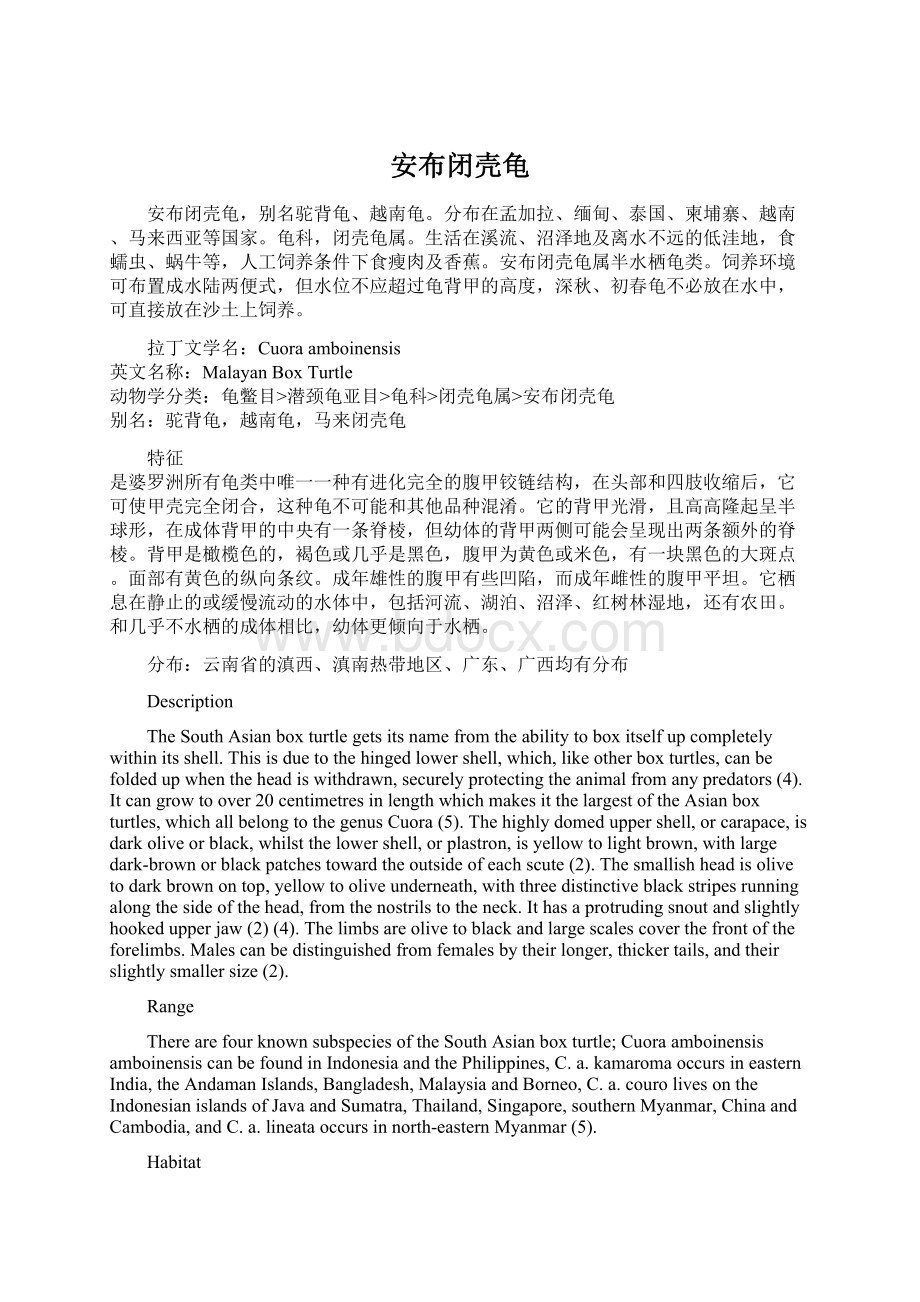 安布闭壳龟Word下载.docx_第1页