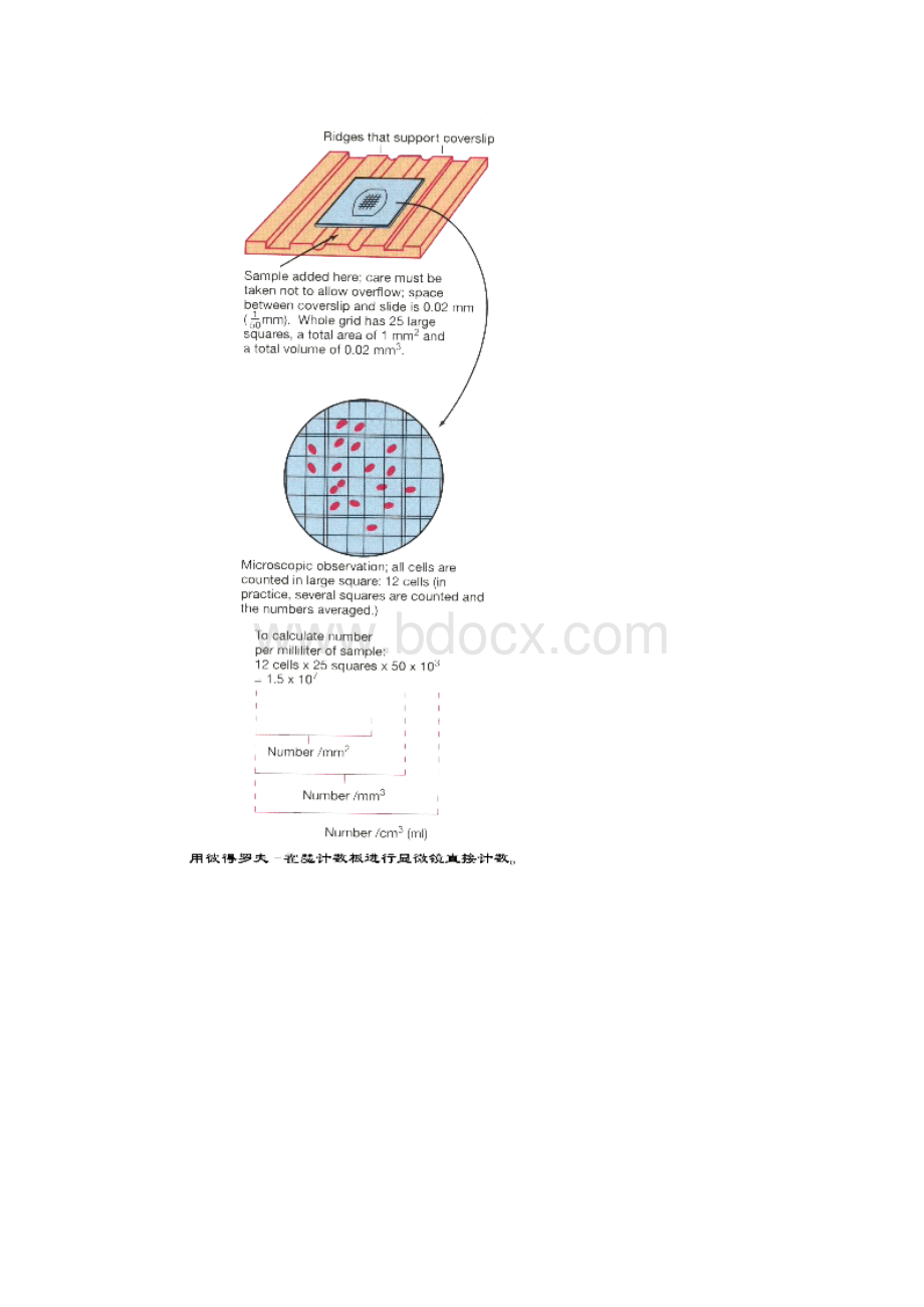 环境微生物学讲稿第六章 微生物的生长繁殖与遗传变异Word下载.docx_第2页