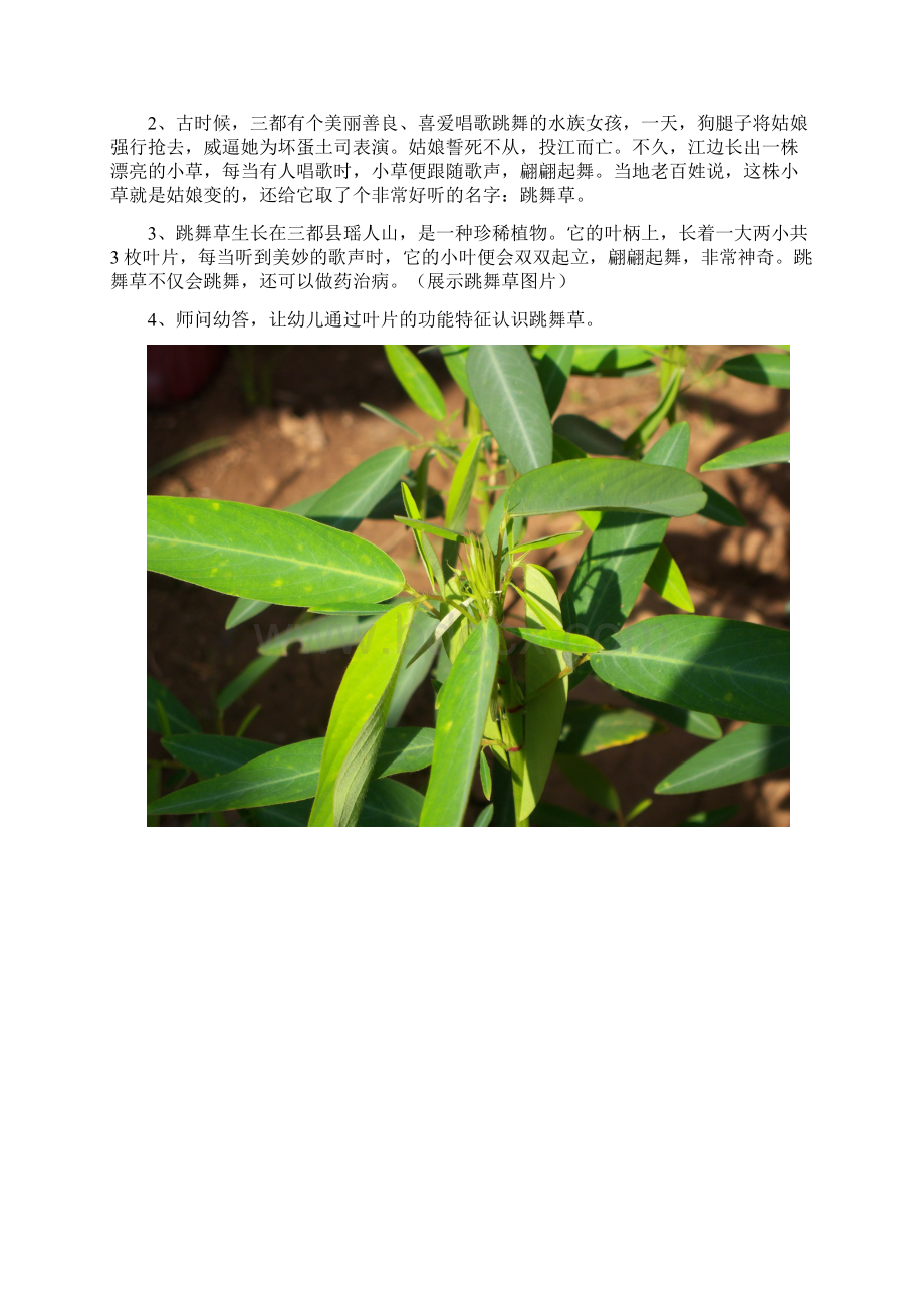 幼儿园大三班科学教案神奇的植物.docx_第3页