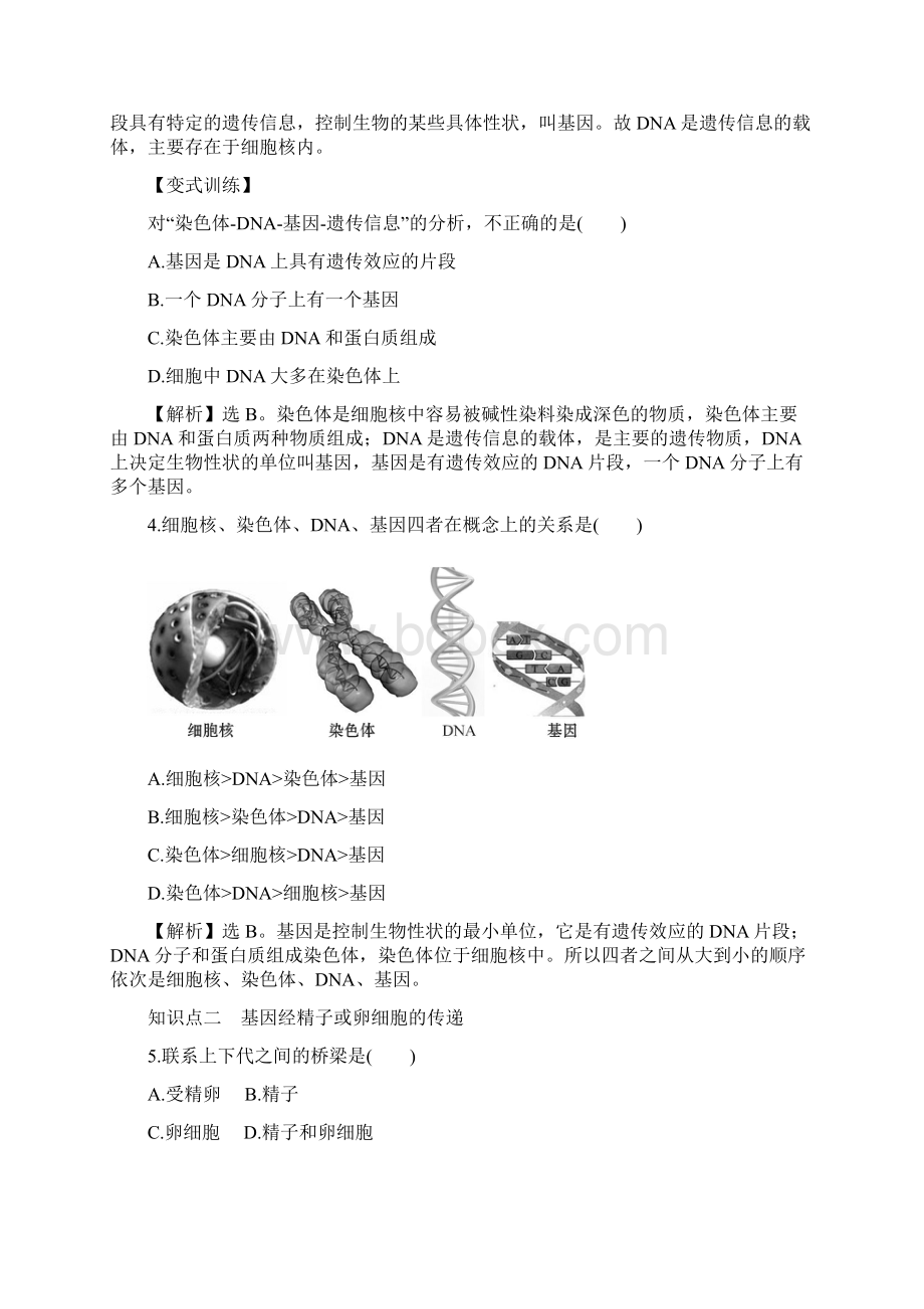 新人教版版八年级下册第七单元生物圈中生命的延续和发展第二章生物的遗传和变异2基因在亲子代间的Word文档格式.docx_第2页