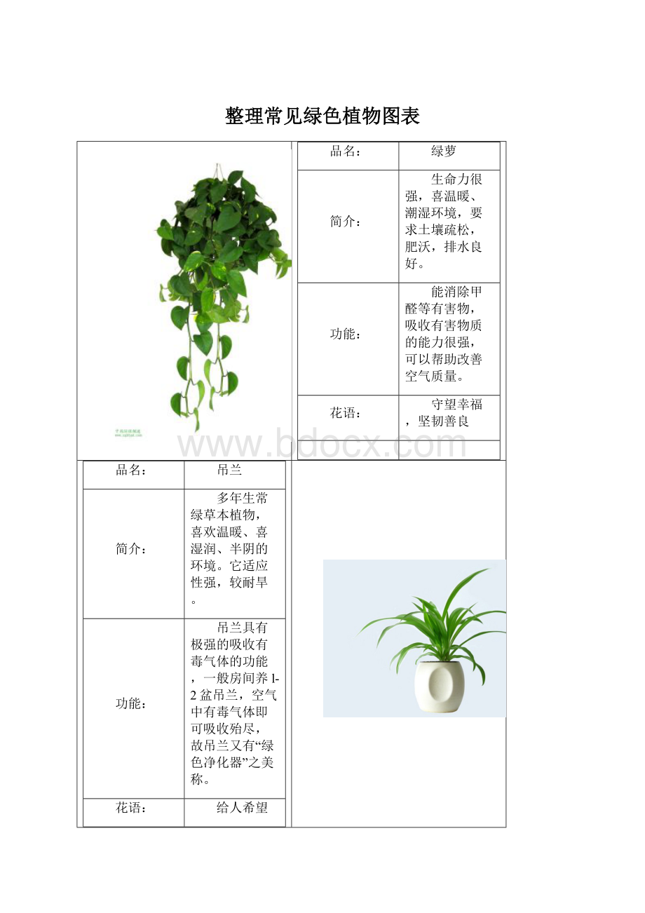 整理常见绿色植物图表Word文档格式.docx