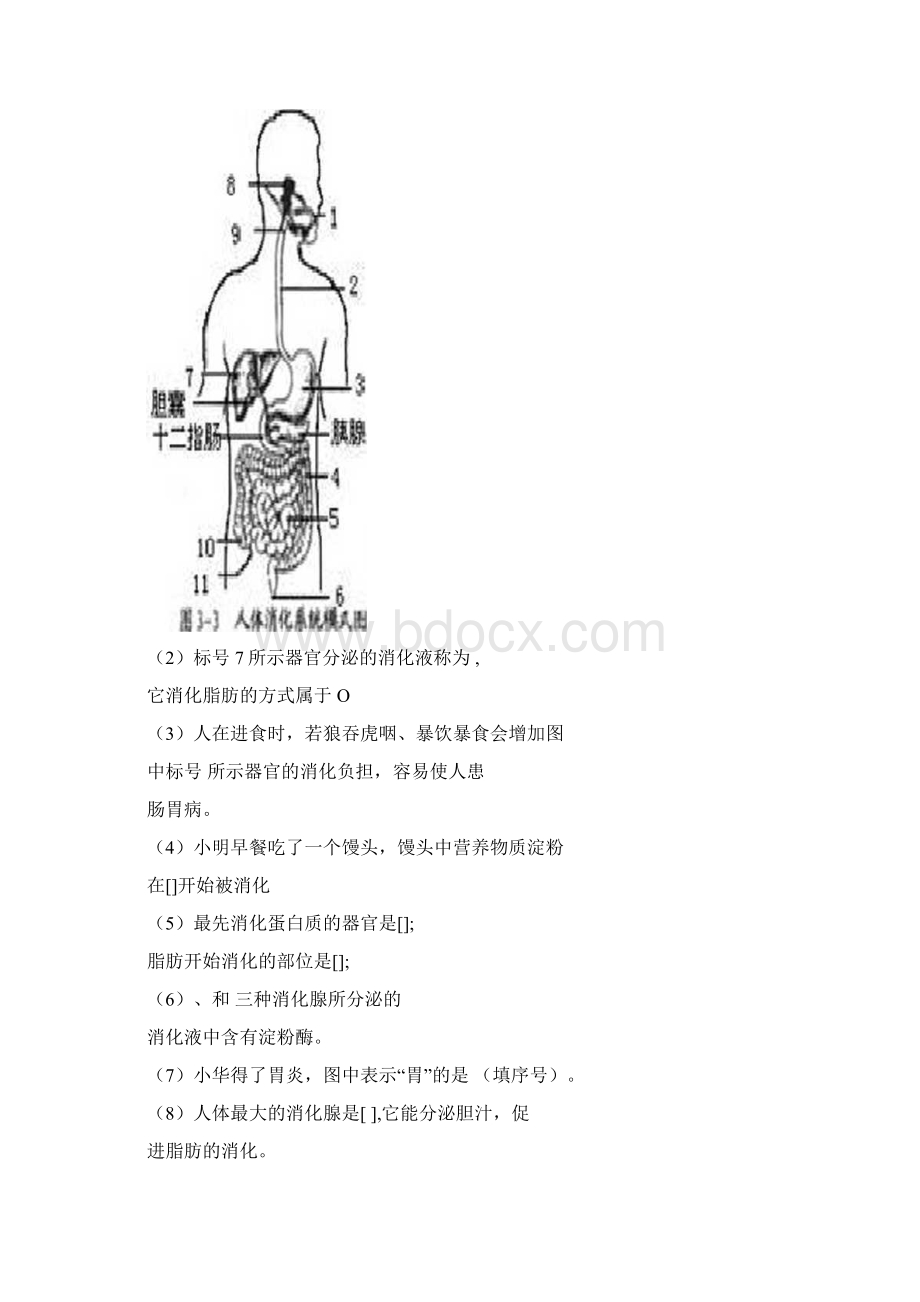 七年级生物学下册识图题Word文档格式.docx_第3页