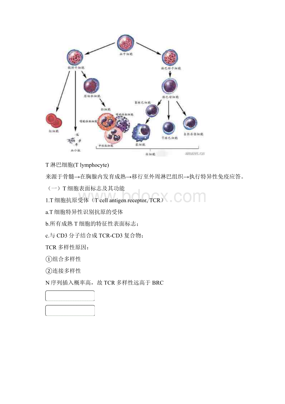 T细胞和B细胞.docx_第2页