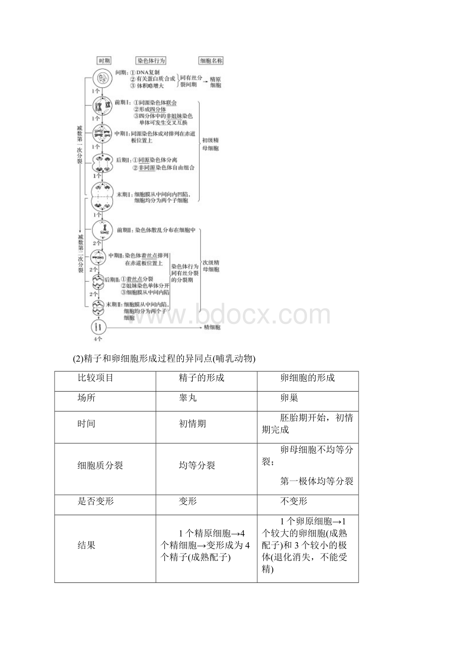 江苏专用202x版高考生物新导学大一轮复习 第四单元 细胞的生命历程和有性生殖 第13讲 减数分Word格式文档下载.docx_第2页