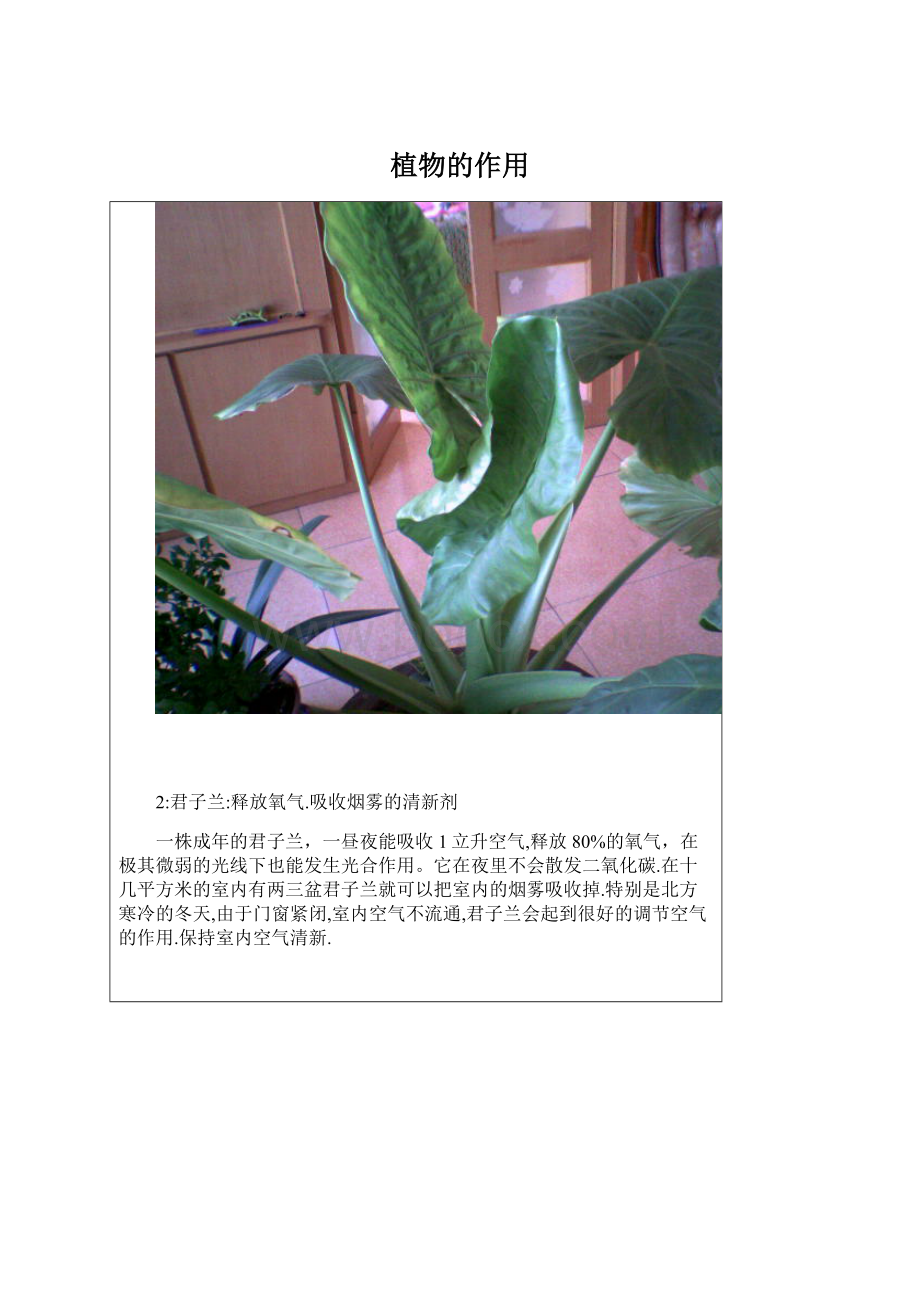 植物的作用.docx