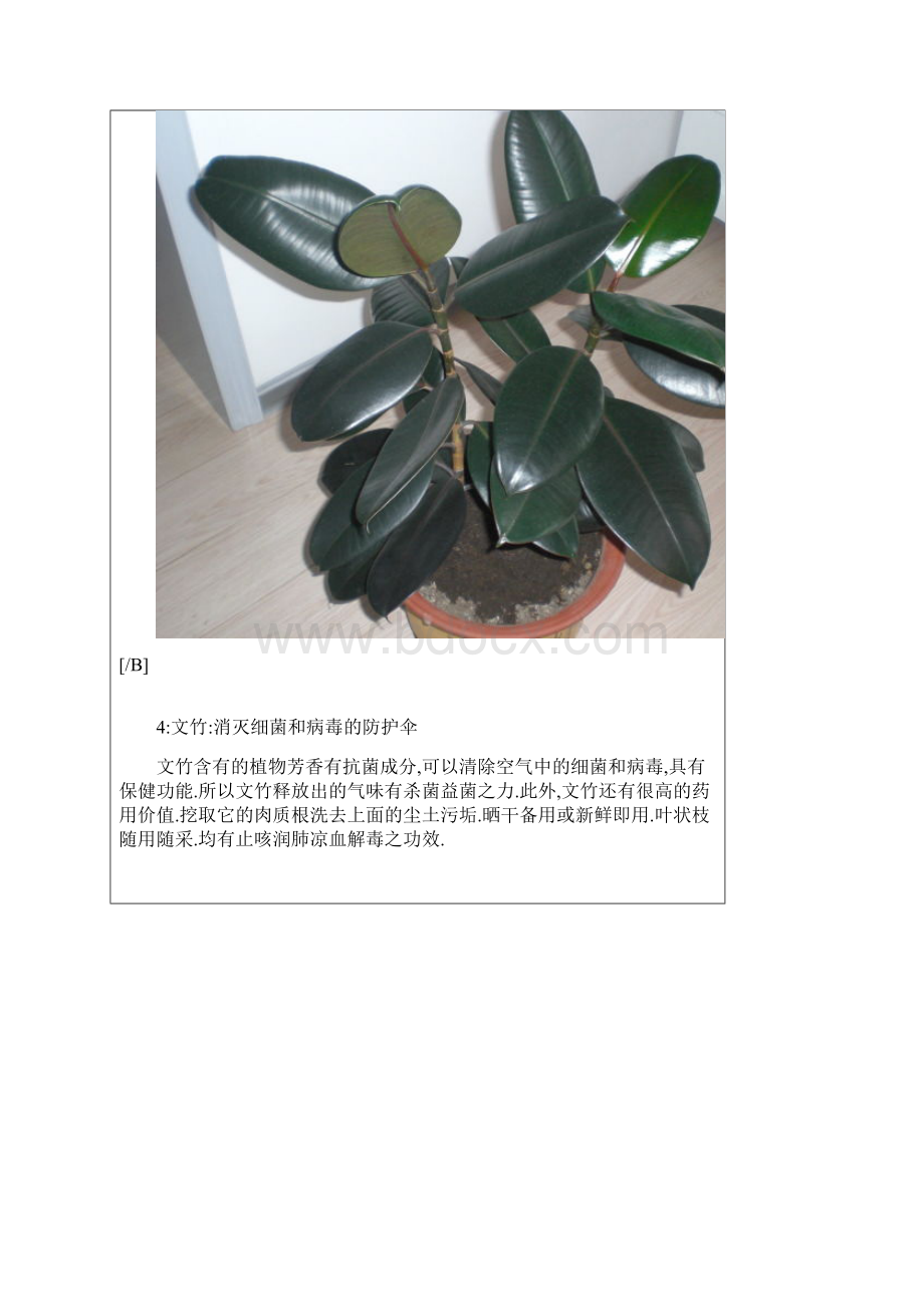 植物的作用.docx_第3页