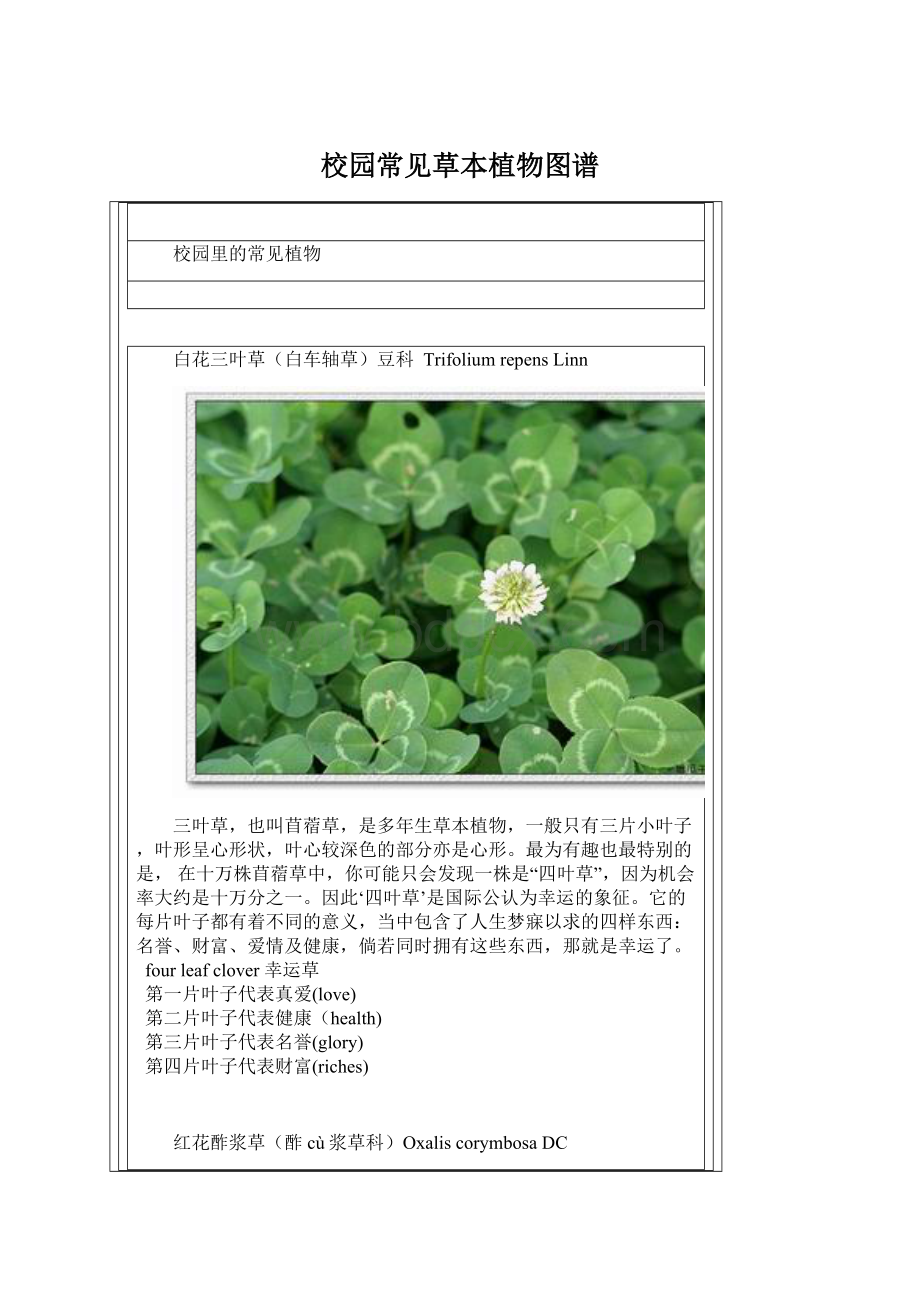 校园常见草本植物图谱.docx