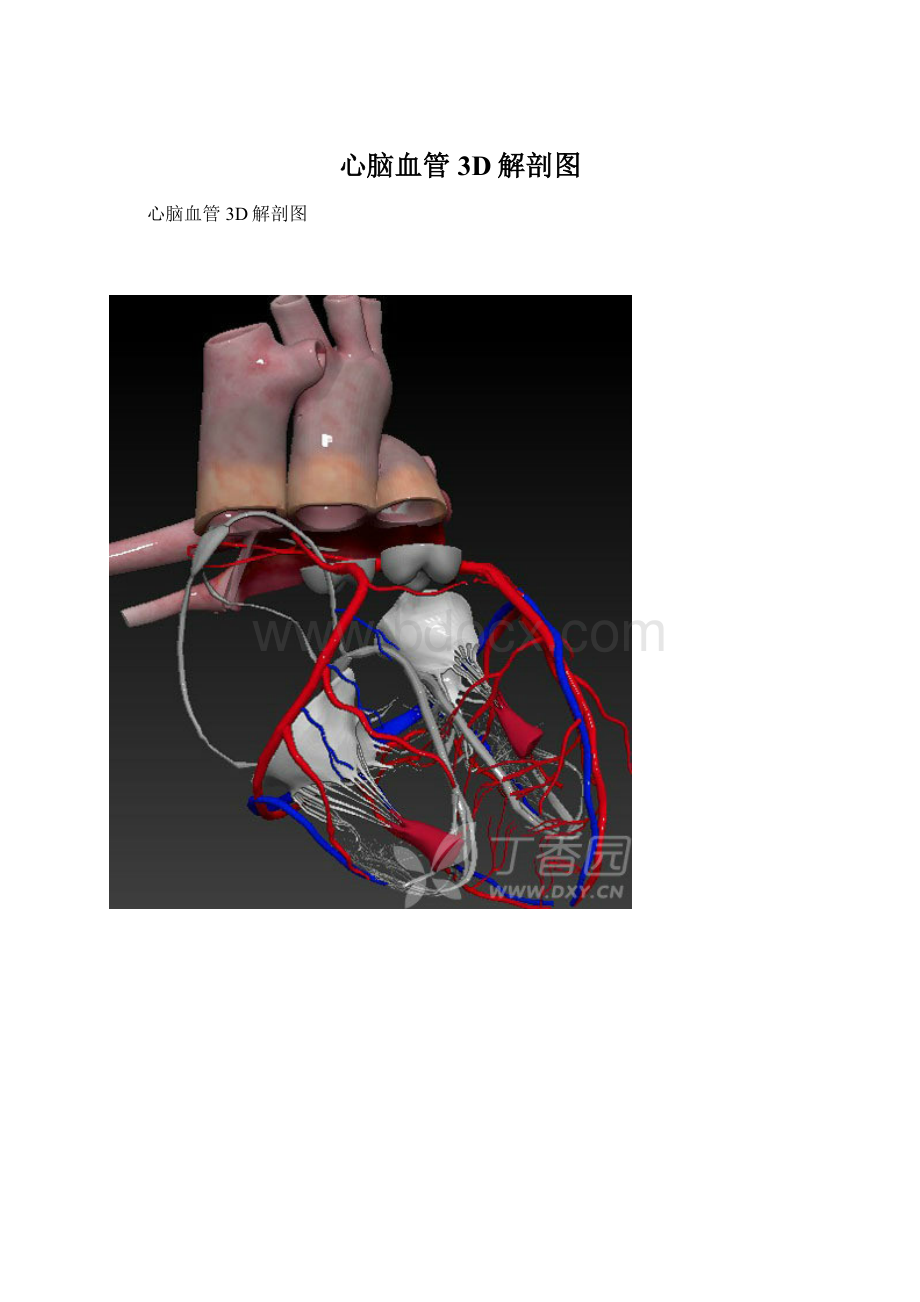 心脑血管3D解剖图Word格式文档下载.docx