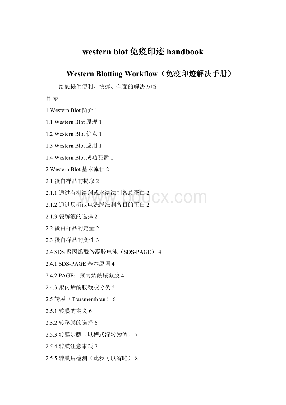 western blot免疫印迹handbook.docx