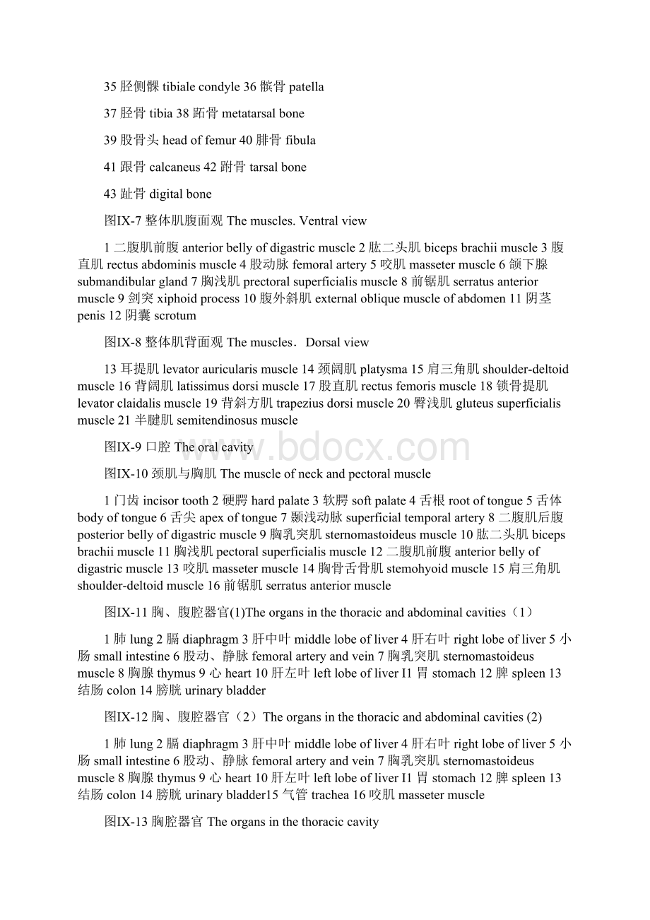 小鼠解剖图完整版之欧阳史创编Word文件下载.docx_第2页