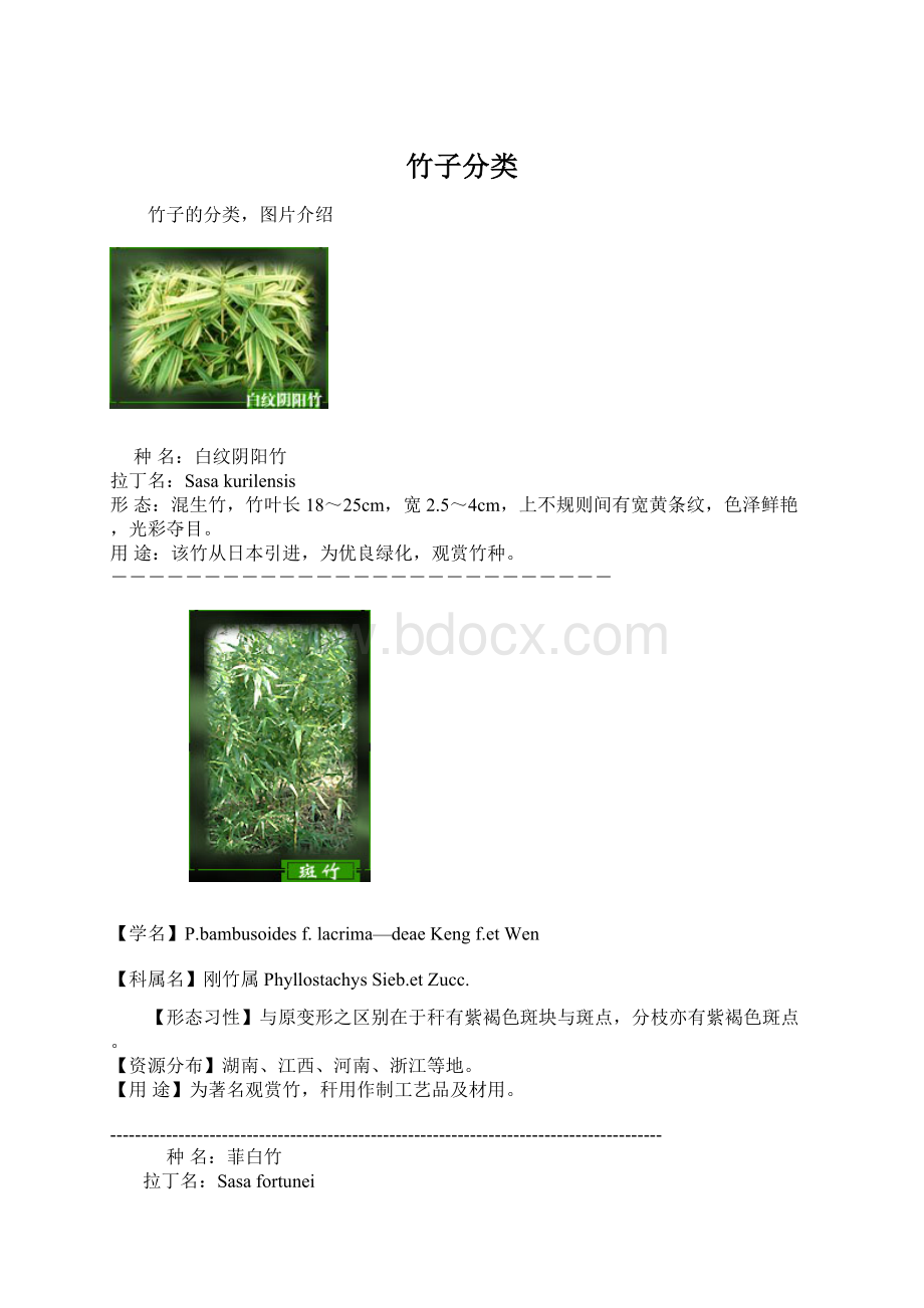 竹子分类文档格式.docx