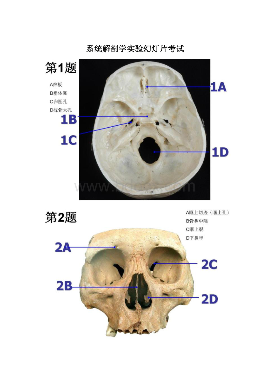 系统解剖学实验幻灯片考试.docx_第1页