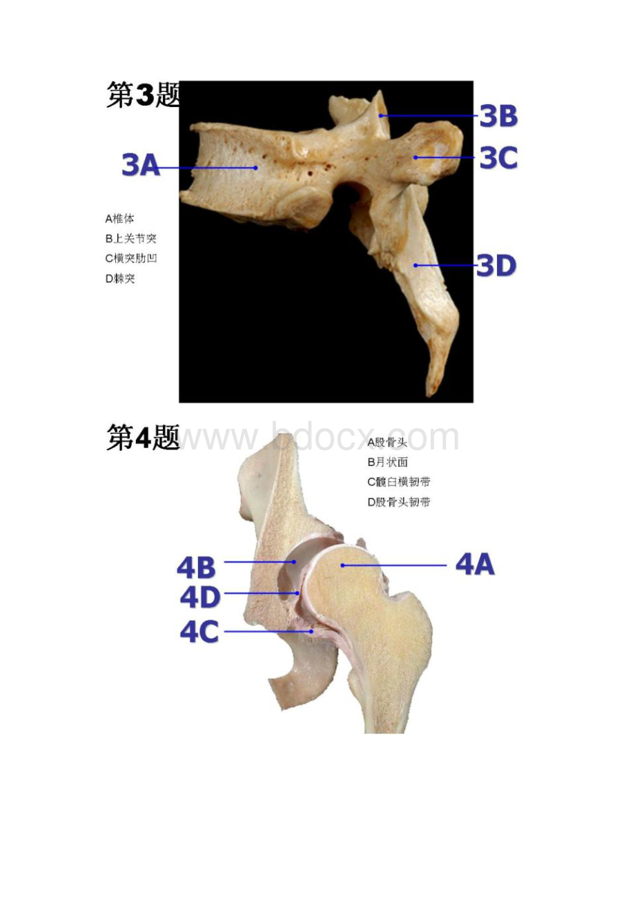 系统解剖学实验幻灯片考试.docx_第2页