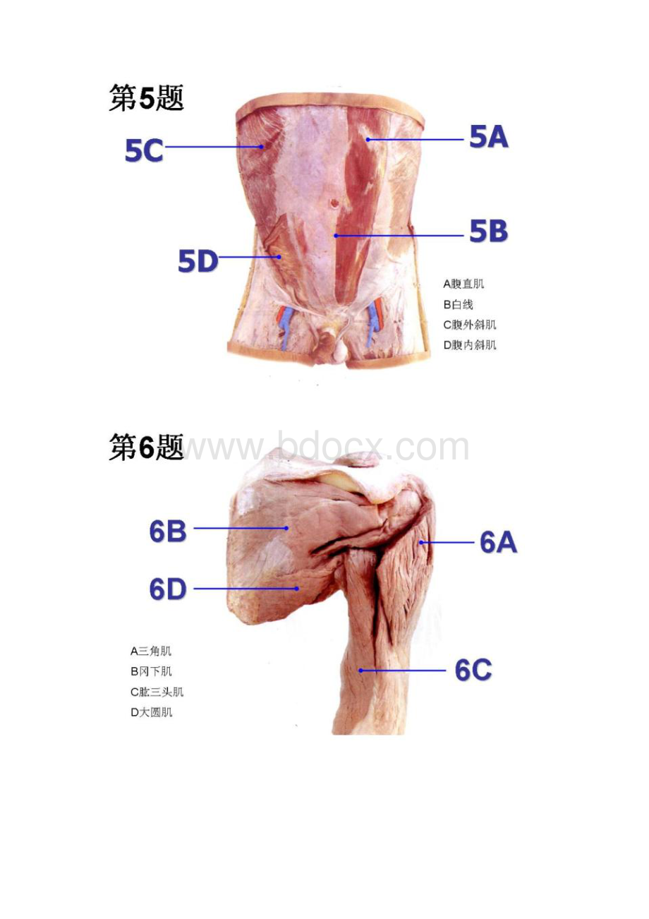 系统解剖学实验幻灯片考试.docx_第3页