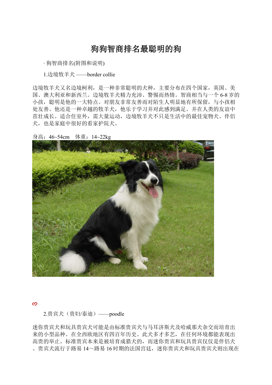 狗狗智商排名最聪明的狗.docx