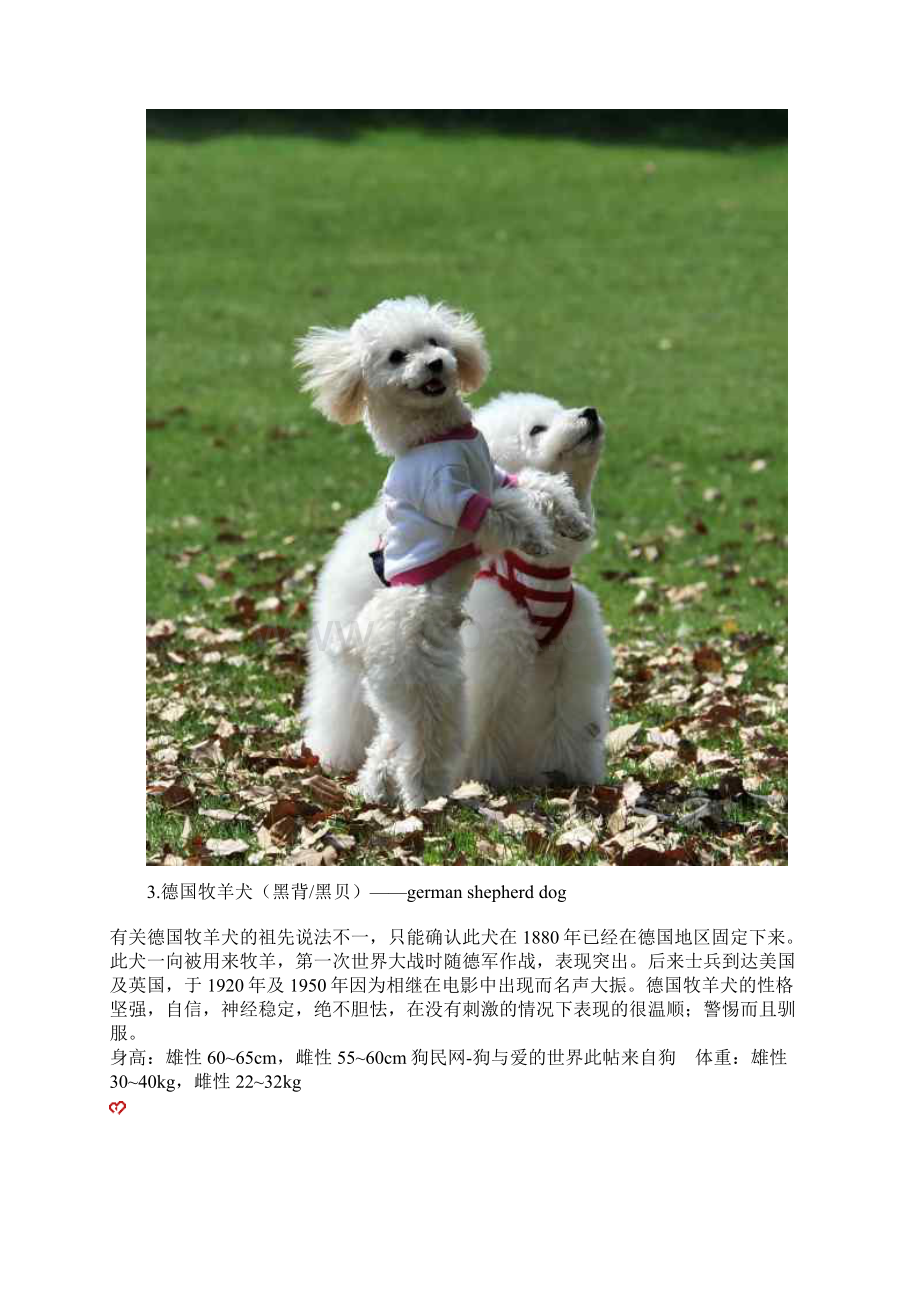 狗狗智商排名最聪明的狗Word格式.docx_第3页