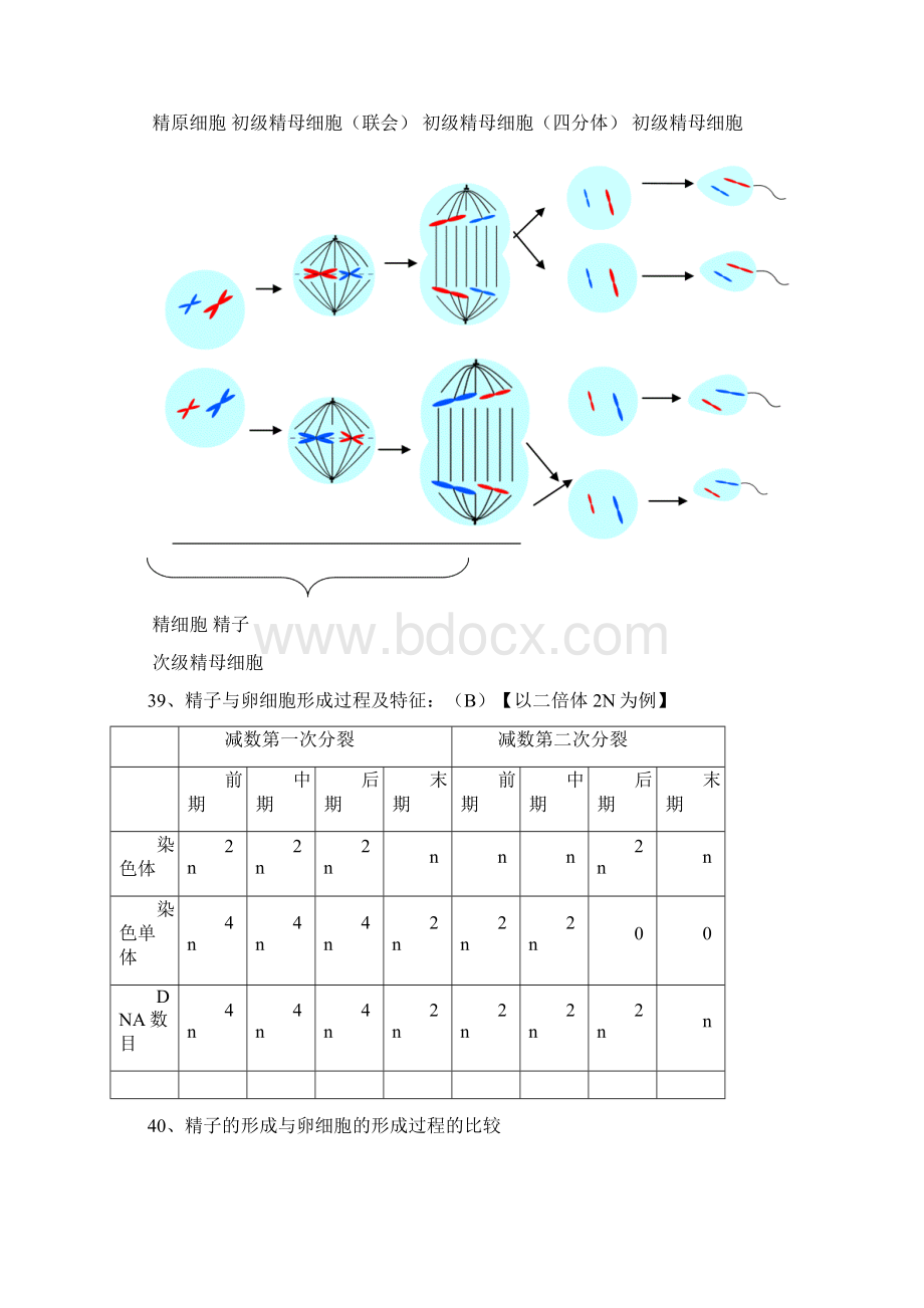 广东高中学业水平测试生物知识点归纳及历年真题必修二Word下载.docx_第2页