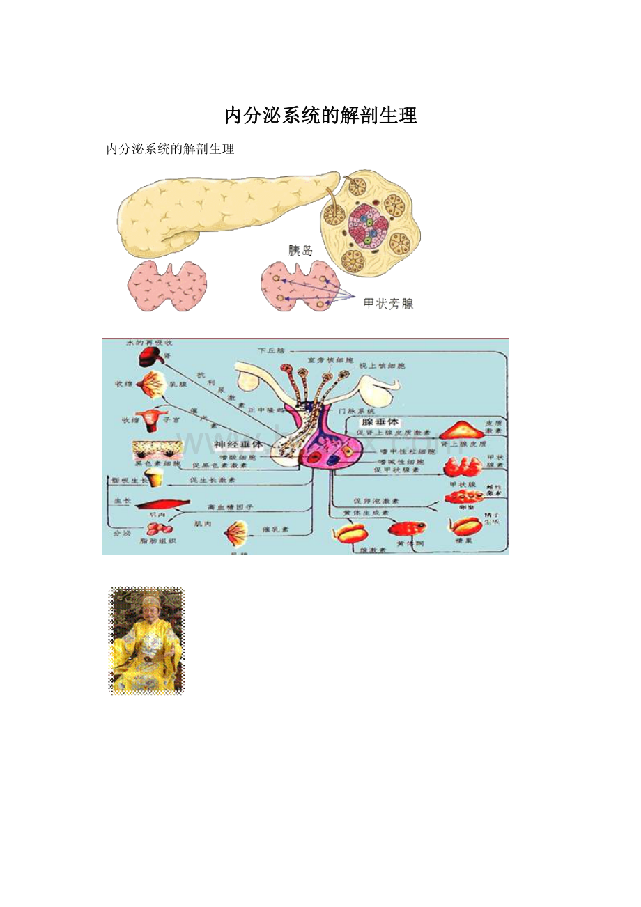 内分泌系统的解剖生理.docx_第1页