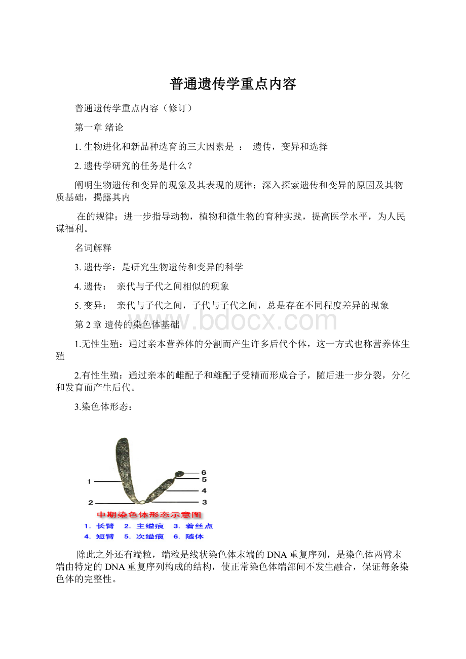 普通遗传学重点内容.docx