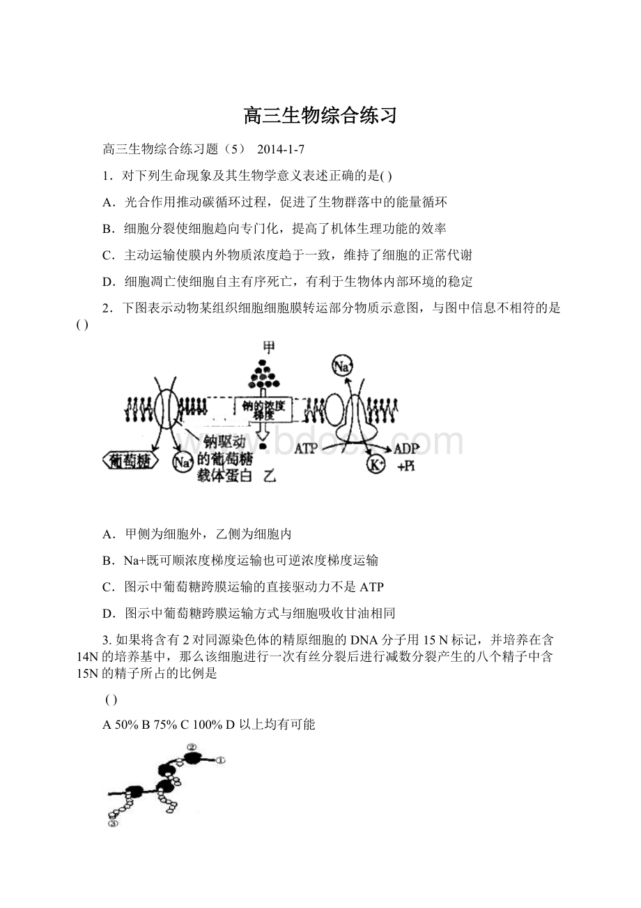 高三生物综合练习.docx