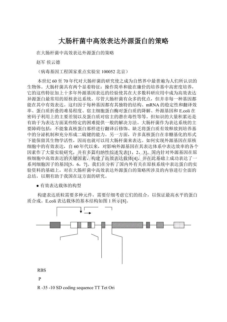 大肠杆菌中高效表达外源蛋白的策略.docx_第1页