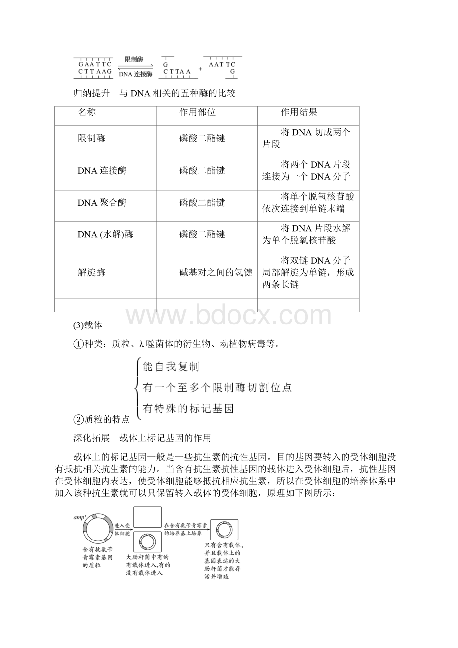 高三生物核心素养教案第十单元 第33讲 基因工程.docx_第3页