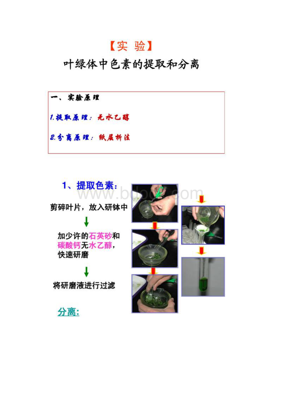 光与光合作用市优质课精.docx_第2页