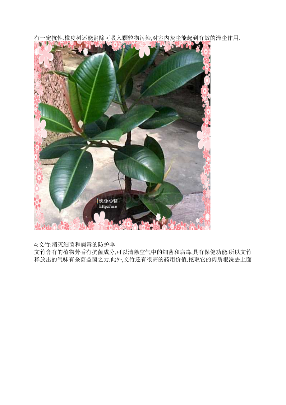 14种植物放在室内的功效.docx_第3页