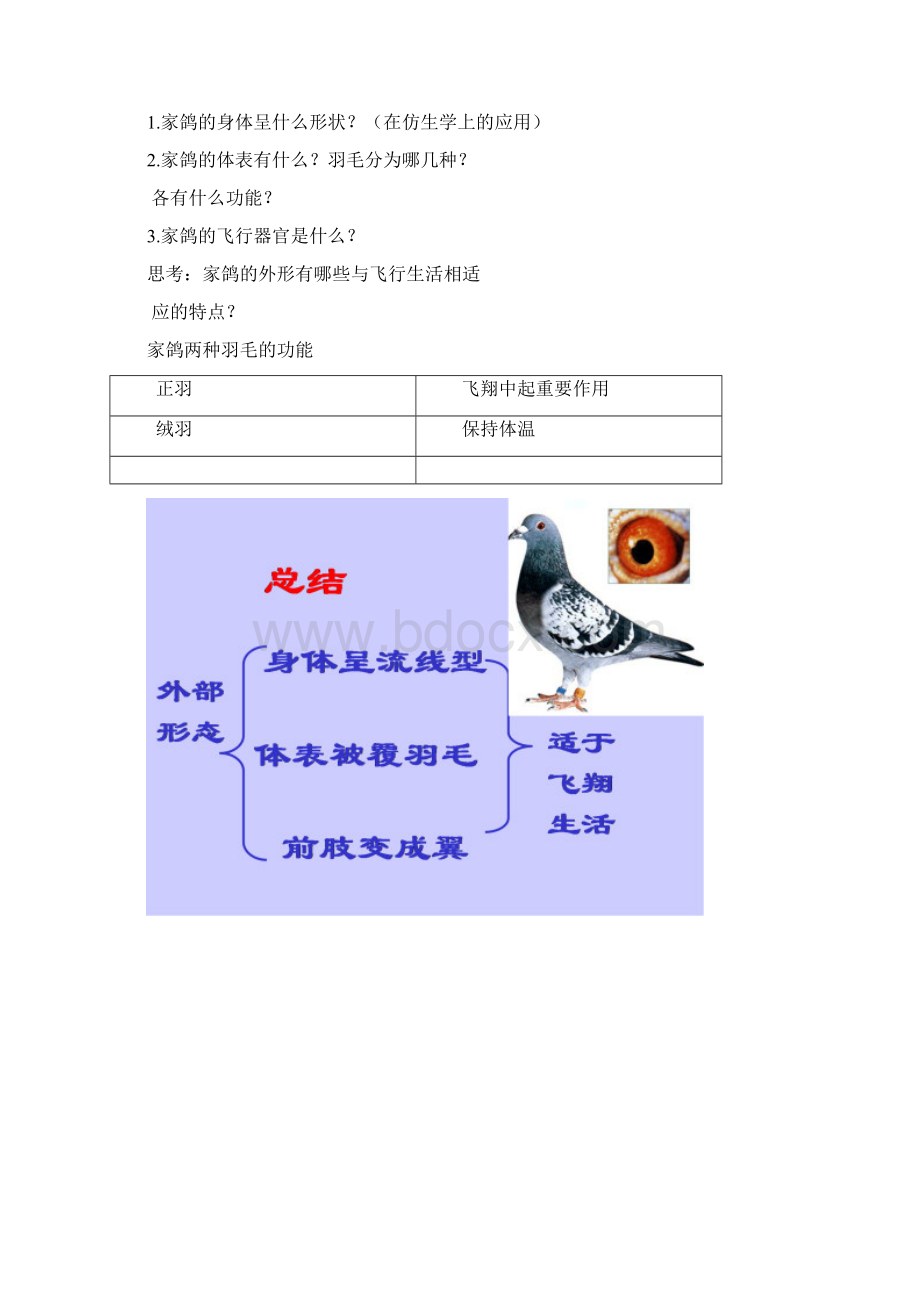 八年级上册生物鸟类.docx_第2页