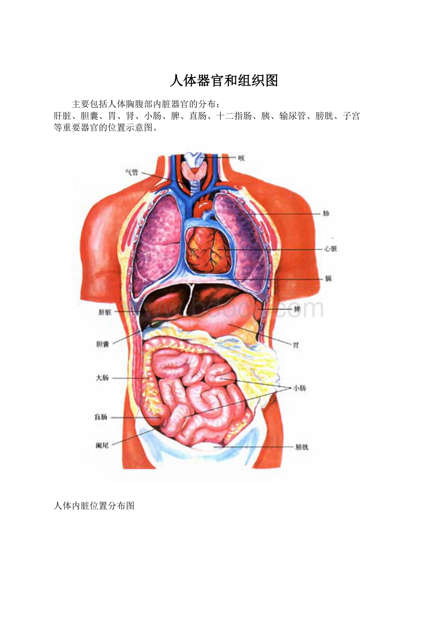 人体器官和组织图.docx_第1页