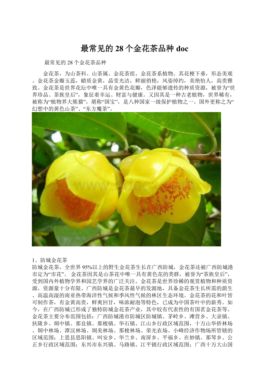 最常见的28个金花茶品种docWord文档格式.docx