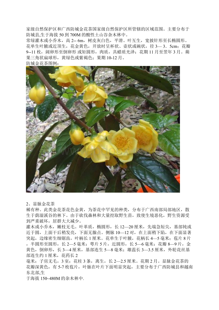 最常见的28个金花茶品种doc.docx_第2页