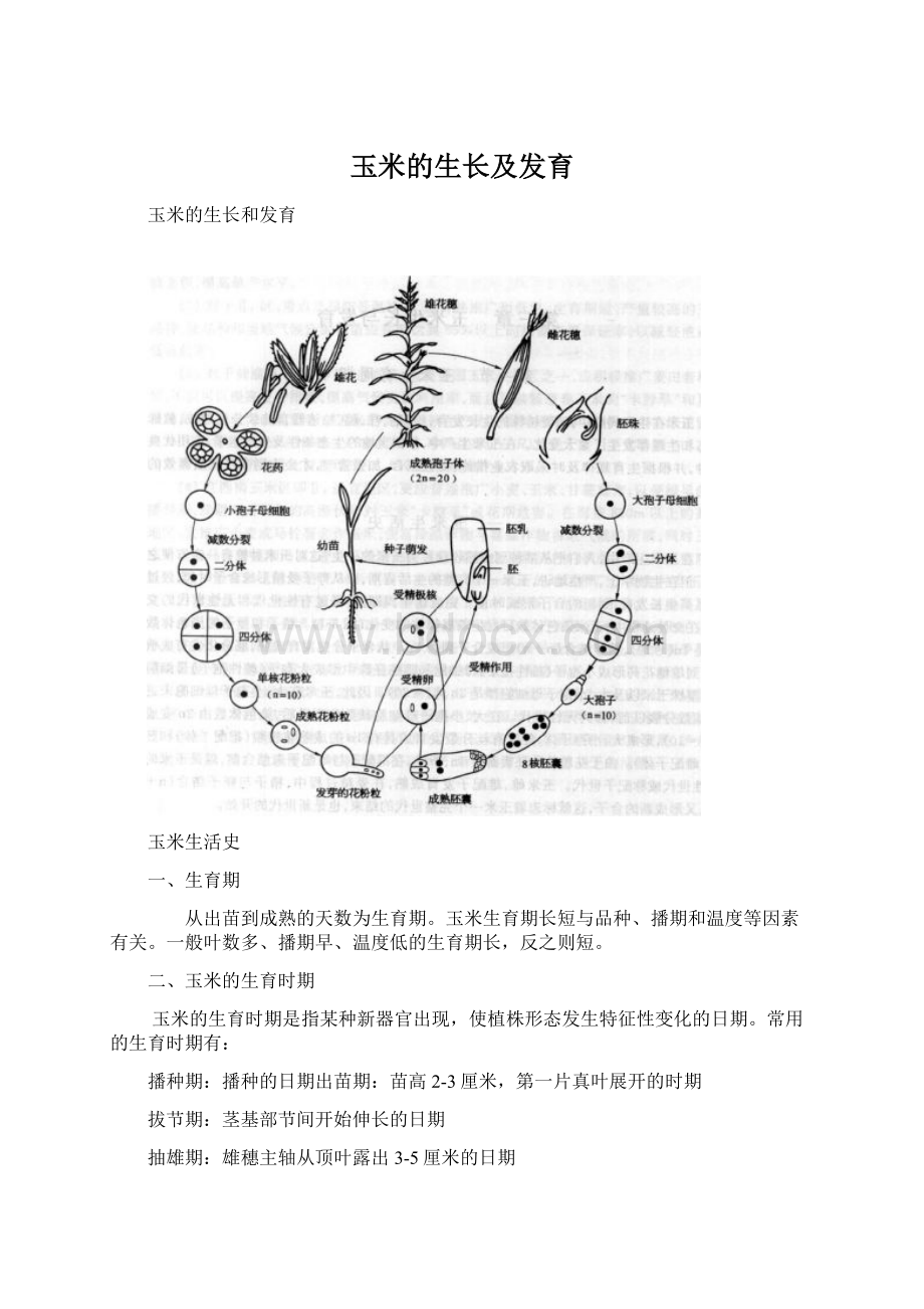 玉米的生长及发育.docx_第1页