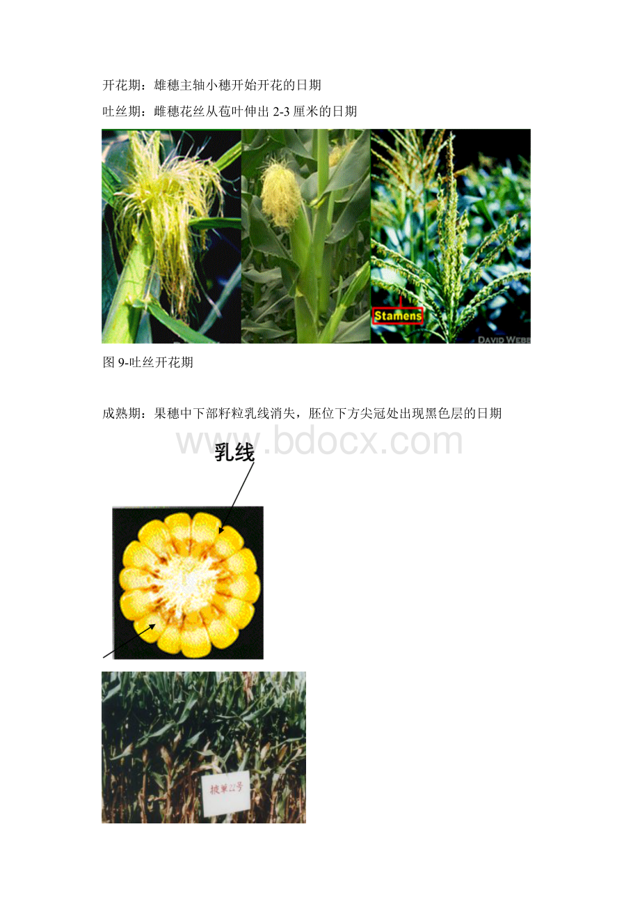 玉米的生长及发育.docx_第2页