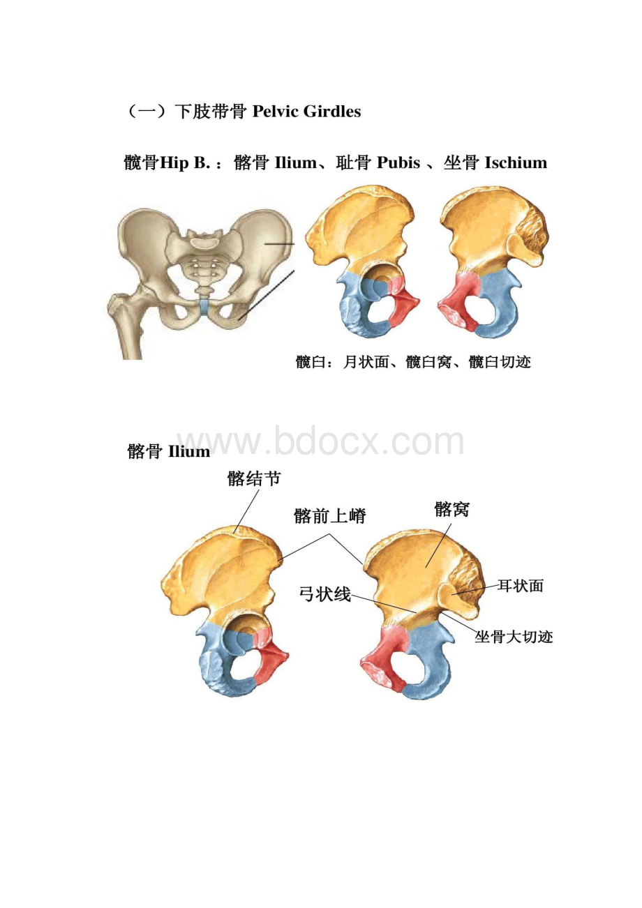 下肢骨关节肌及局部结构解读.docx_第2页