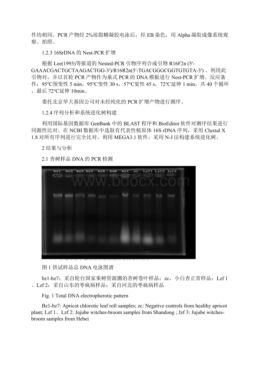 新疆杏褪绿卷叶病病原鉴定园艺学报版浅论.docx_第3页