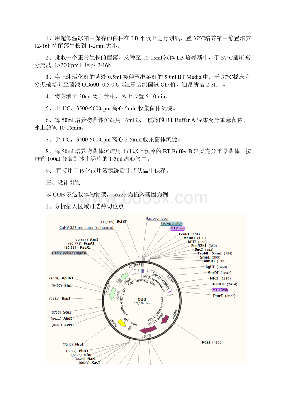 常用载体构建说明书.docx_第3页