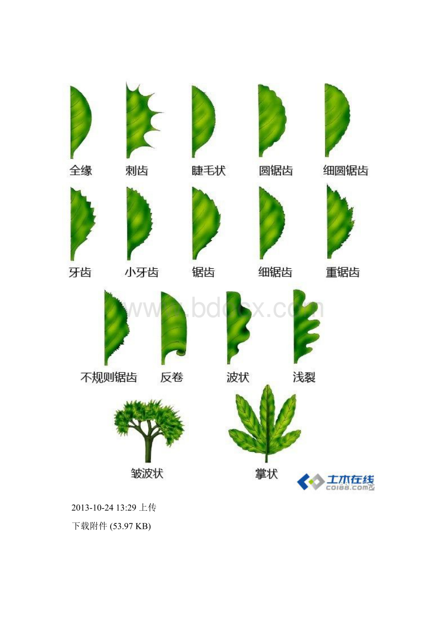 超全植物形态描述Word文档下载推荐.docx_第3页