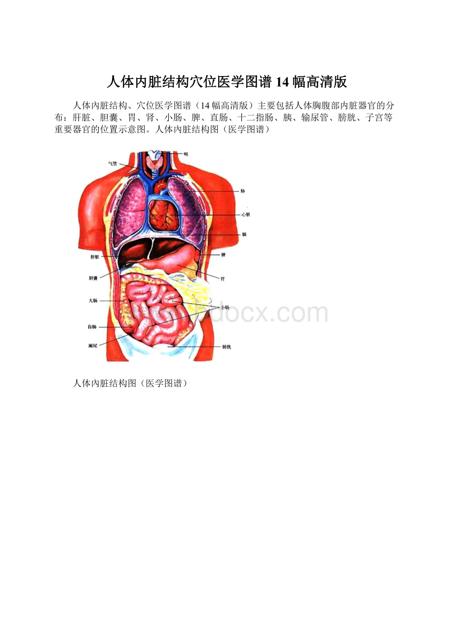 人体内脏结构穴位医学图谱14幅高清版.docx